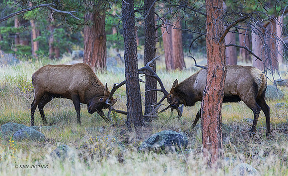 EK14318 - Rocky Mountain Elk