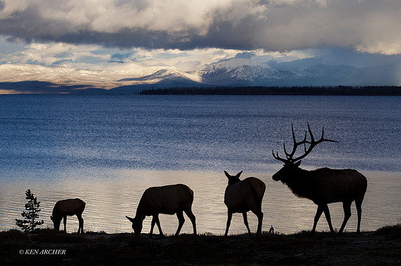 EK07028 - Rocky Mountain Elk
