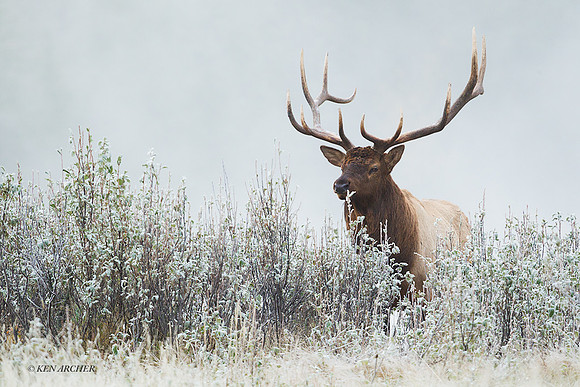 EK05747 - Rocky Mountain Elk