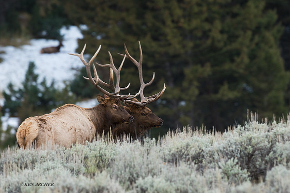EK08769 - Rocky Mountain Elk
