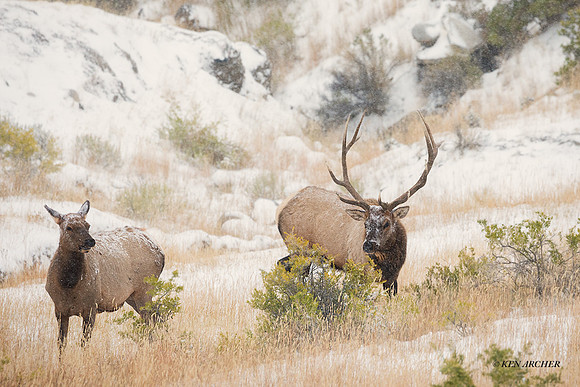 EK09017 - Rocky Mountain Elk