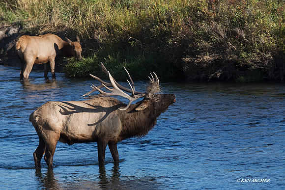 EK07730 _Rocky Mountain Elk