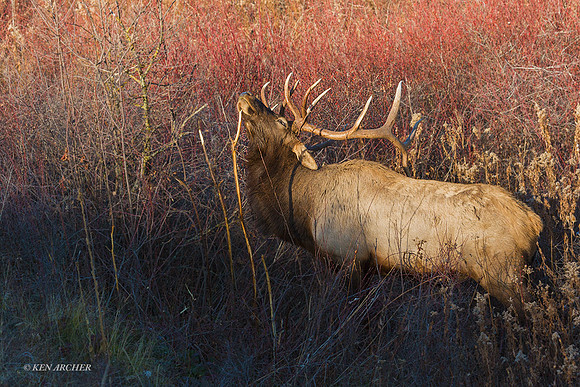 EK03088 - Rocky Mountain Elk