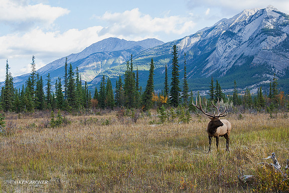 EK01778 - Rocky Mountain Elk