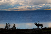 EK07106 - Rocky Mountain Elk