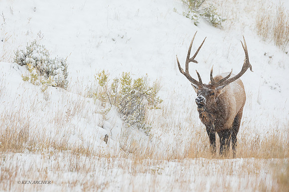 EK09103 - Rocky Mountain Elk