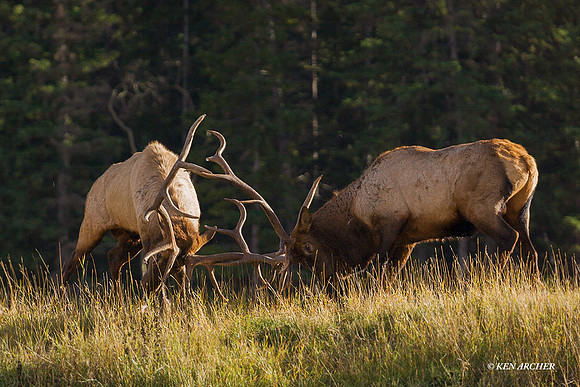 EKFG00054 - Rocky Mountain Bull Elk Fighting