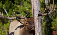 EK05030 - Rocky Mountain Elk
