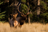 EK01712 - Rocky Mountain Elk