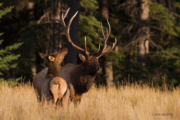 EK01712 - Rocky Mountain Elk