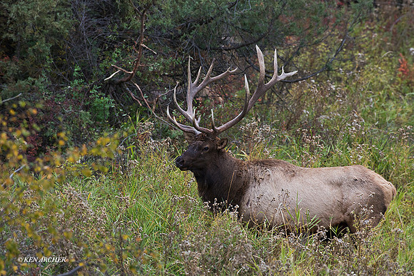EK07851 - Rocky Mountain Elk