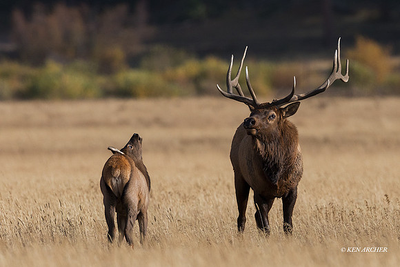 EK11873 - Rocky Mountain Elk