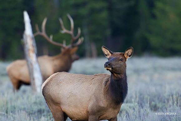 EK07296 - Rocky Mountain Elk