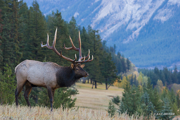 EK00280 - Rocky Mountain Bull Elk