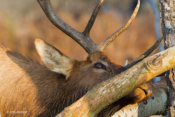 EK09993 - Rocky Mountain Elk