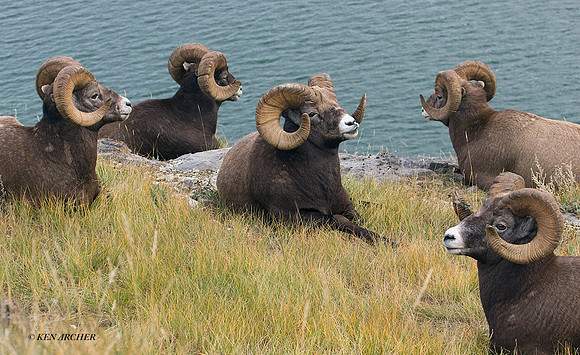 BHRM00166 - Rocky Mountain Bighorn Sheep