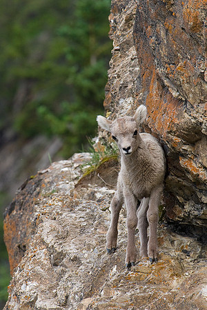 RMBS00014-Bighorn-Sheep-Lamb
