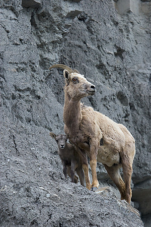 RMBS00270-Rocky-Mountain-Bighorn-Sheep