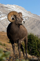 BHRM00400  -Rocky Mountain Bighorn Sheep