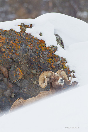 BHWR00624 Rocky Mountain Bighorn Sheep