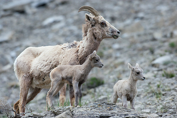 RMBS00287-Rocky-Mountain-Bighorn-Sheep