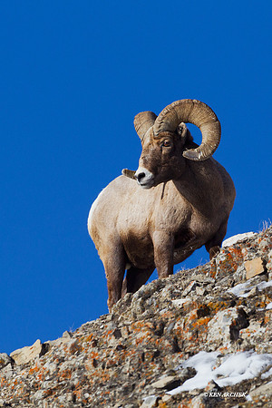 BHWR00648 Rocky Mountain Bighorn Sheep