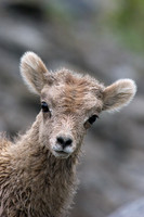 RMBS00092-Bighorn-Sheep-Lamb