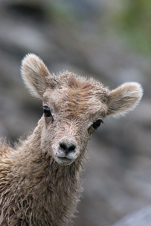 RMBS00092-Bighorn-Sheep-Lamb