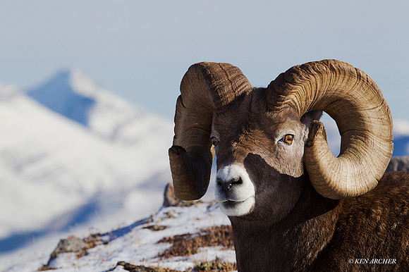 BHRM00638 - Rocky Mountain Bighorn Sheep