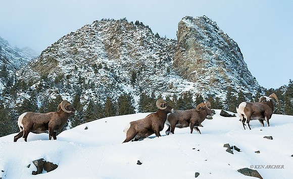 BHWR01181 - Rocky Mountain Bighorn Sheep