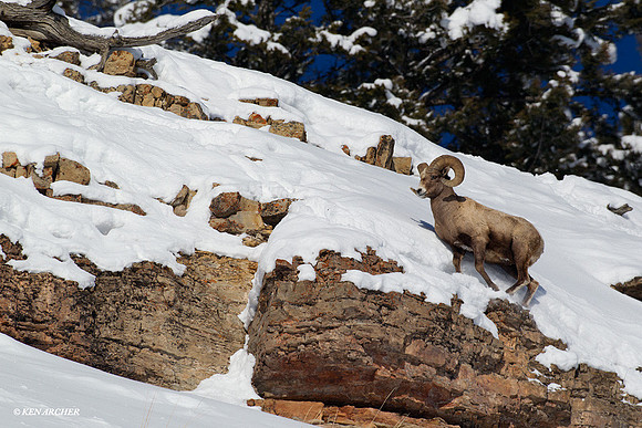 Rocky Mountain Bighorn Sheep - BHWR00018