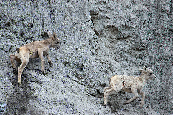 RMBS00273-Rocky-Mountain-Bighorn-Sheep