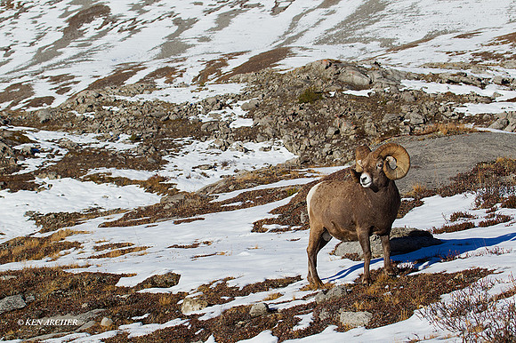 BHRM00718 - Rocky Mountain Bighorn Sheep