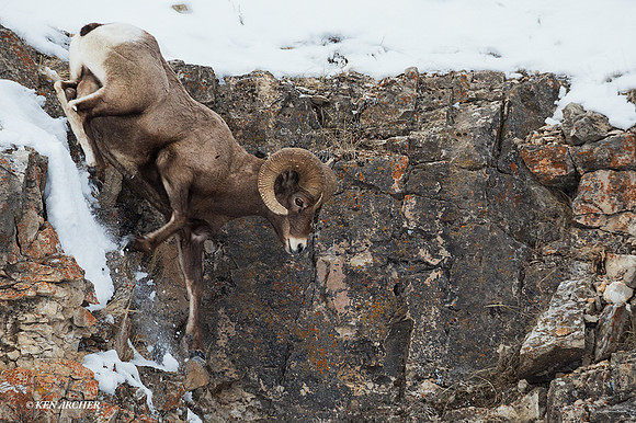 BHWR01310 - Rocky Mountain Bighorn Sheep