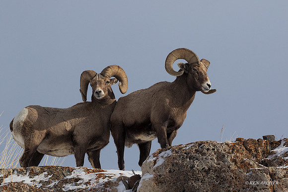 BHWR01275 - Rocky Mountain Bighorn Sheep