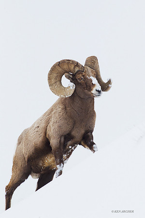 BHWR00503 - Rocky Mountain Bighorn Sheep