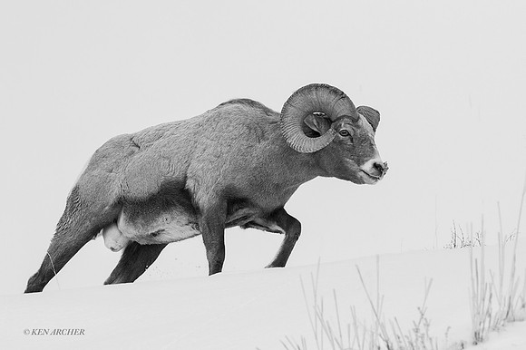 BHWR02084bw - Rocky Mountain Bighorn Sheep