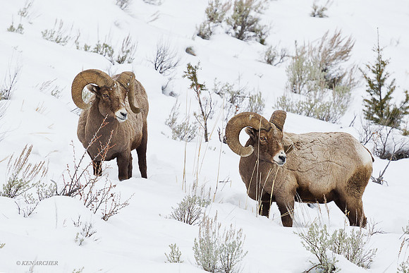 BHWR00283 Rocky Mountain Bighorn Sheep
