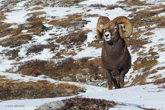 BHRM00601 - Rocky Mountain Bighorn Sheep
