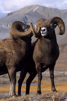 Bighorn Sheep Rams- RMBS471139