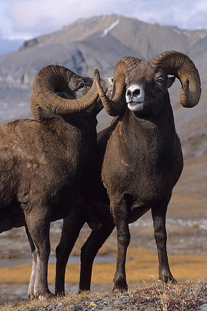 Bighorn Sheep Rams- RMBS471139