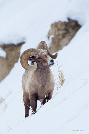 BHWR00058 Rocky Mountain Bighorn Sheep
