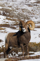 Rocky Mountain Bighorn Sheep Ram - BHRM00616
