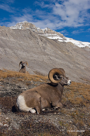 BHRM00267 - Rocky Mountain Bighorn Sheep