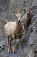 Bighorn Sheep Ewe and Lamb - RMBS00155