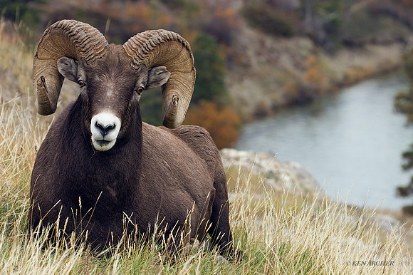 BHRM00038 - Rocky Mountain Bighorn Sheep