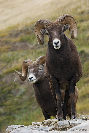 BHRM00075 - Rocky Mountain Bighorn Sheep