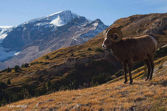 BHRM00278 - Rocky Mountain Bighorn Sheep