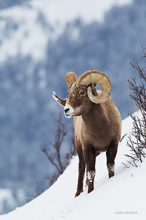 BHWR00582 Rocky Mountain Bighorn Sheep