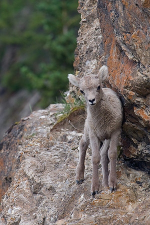 RMBS00014-Bighorn-Sheep-Lamb